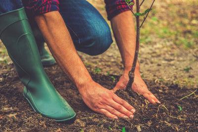 Everything You Need to Know About Transplanting Shrubs