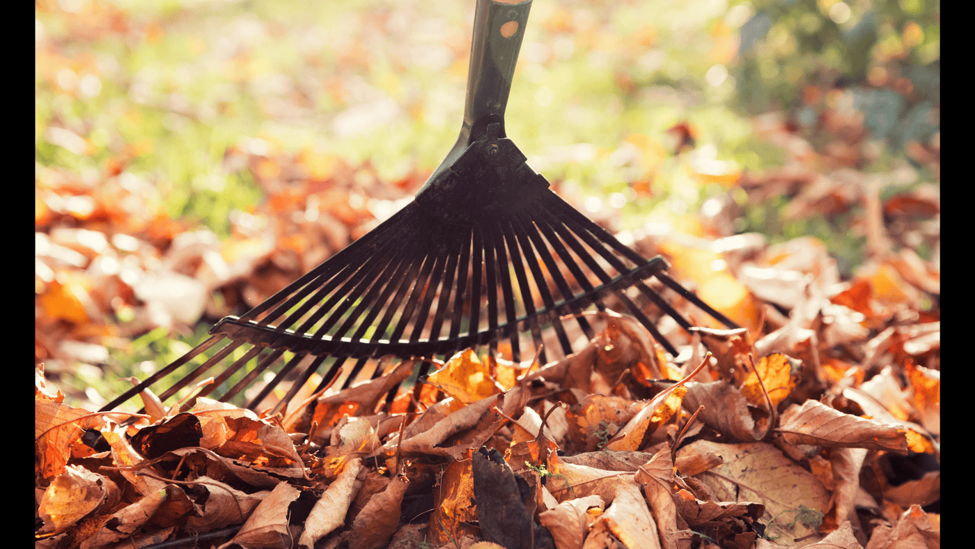 Leave the Leaves? - Ritchie Feed & Seed Inc.